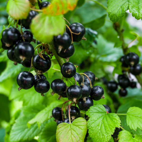 FSS Black Currant Extract OS